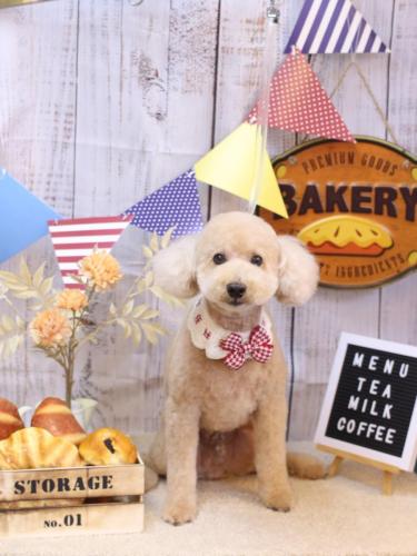 20240905モコくん